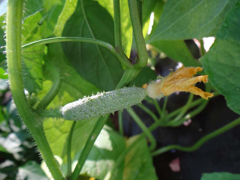 Cucumis sativus